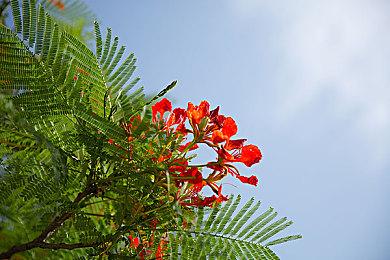 三丽鸥联动B站《梦职人与追忆之黑妖精》凯蒂猫必得